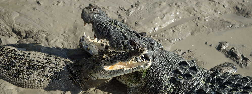 See the Saltwater Crocodiles