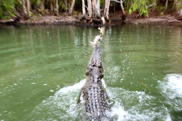 Jumping Crocodile