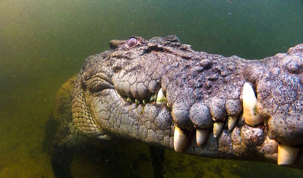 Everything you need to know about Australia’s Saltwater Crocodiles