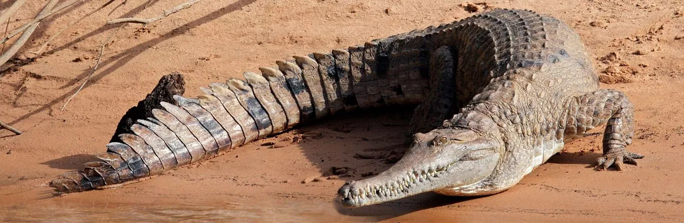How have crocodiles survived for so long?