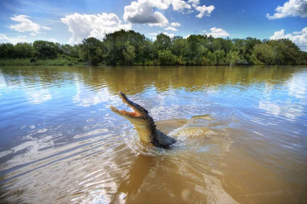 jumping-crocodile