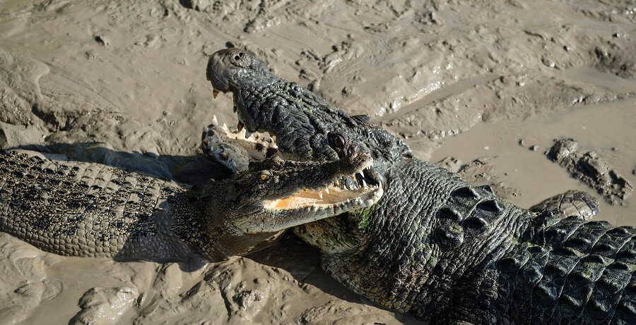 darwin crocodiles