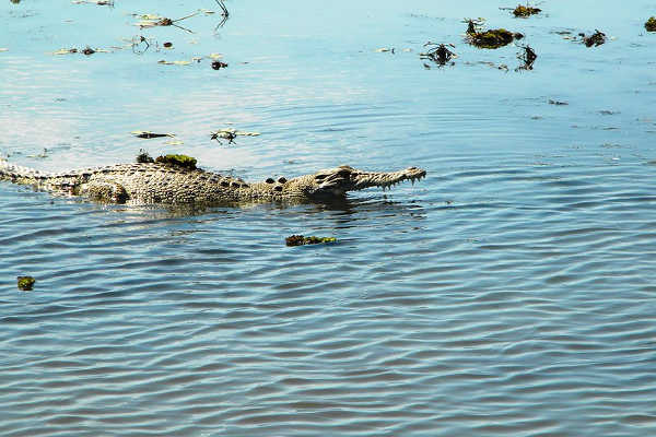 Darwin Saltwater Crocodile