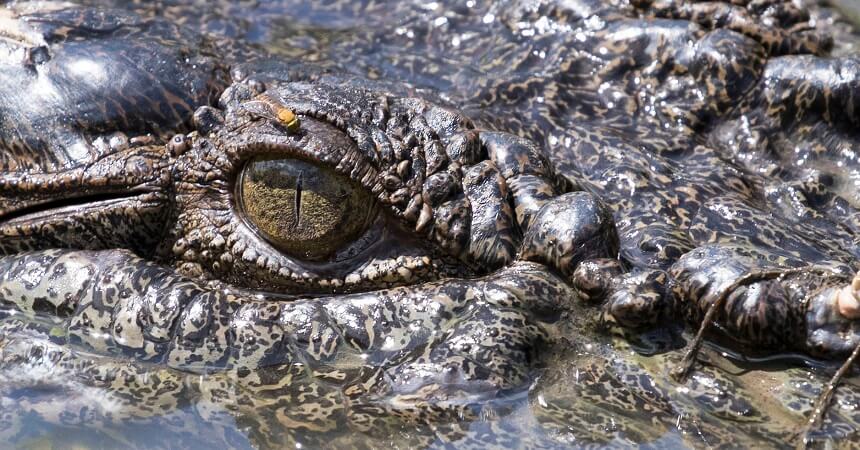 Morning Jumping Crocodile Cruise from Darwin - croc closeup