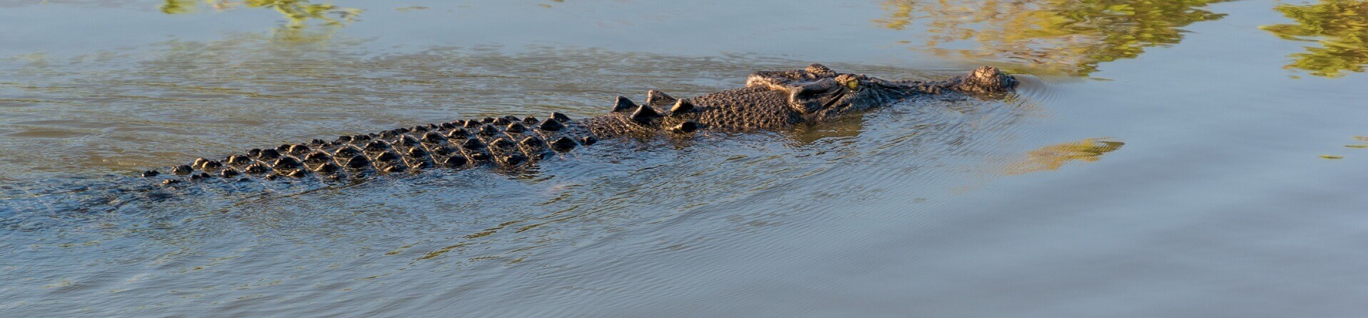 Morning Jumping Crocodile Cruise from Darwin 5