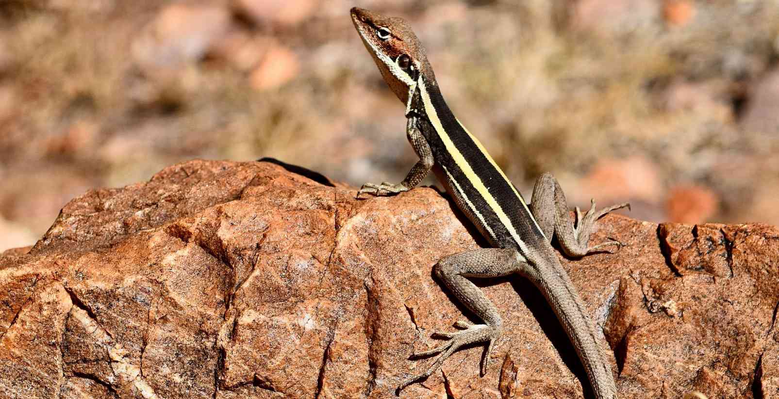 lizard sitting on rock in desert