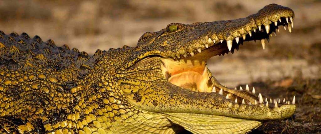 Afternoon Jumping Crocodile Cruise from Darwin $165