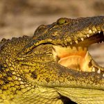 Crocodile with it's mouth wide open