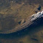 Crocodile laying in shallow water