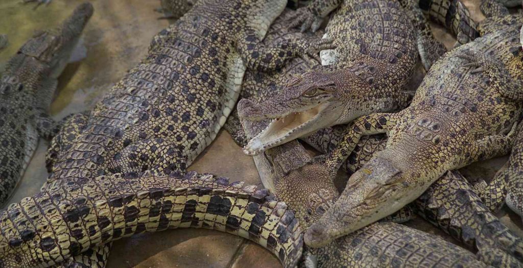 Crocodiles pilled ontop of each other