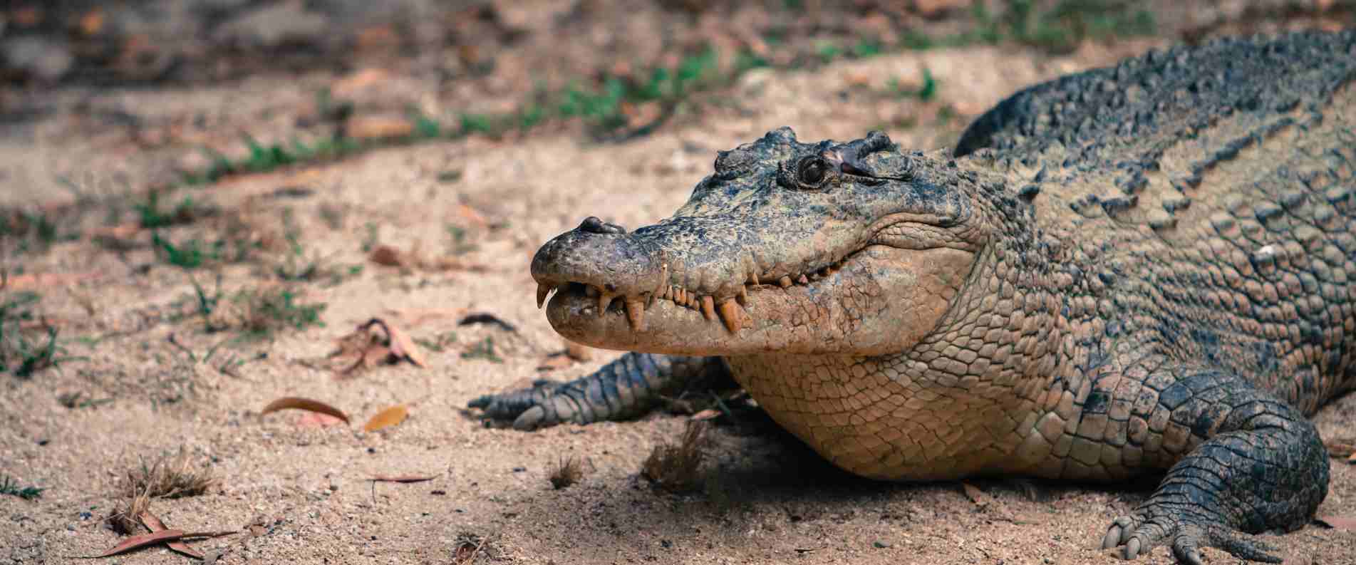 Crocodile laying on river bank