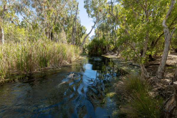 Bitter Springs