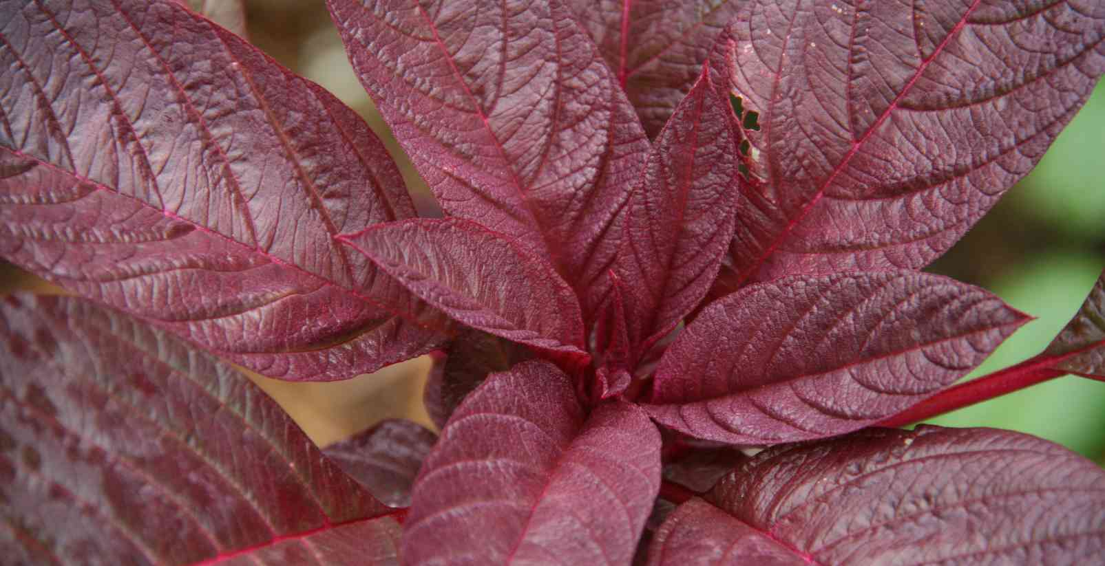 close up of red plant