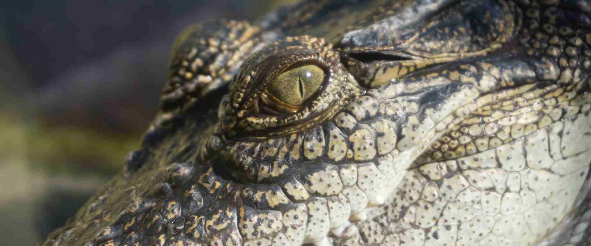 close up of Crocodile eye