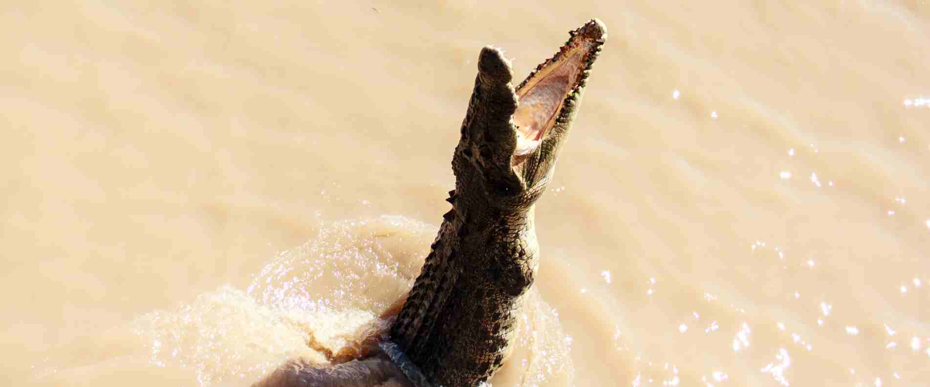 Crocodile Jumping out of water