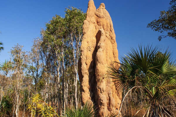 Cathedral Termite Mound