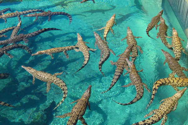 Crocosaurus Cove, NT
