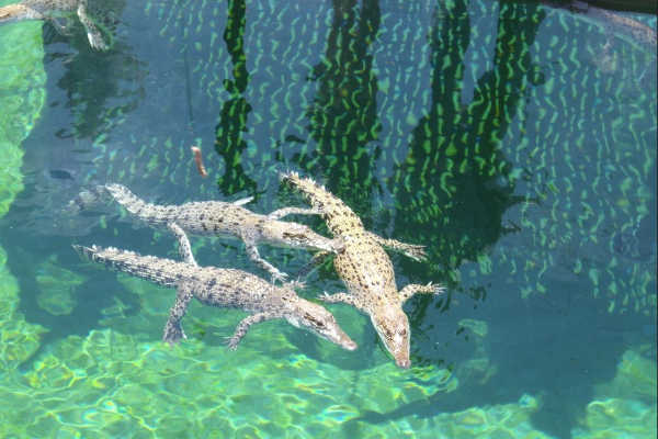 Crocosaurus Cove