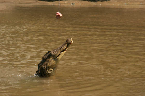Darwin Jumping Crocodile