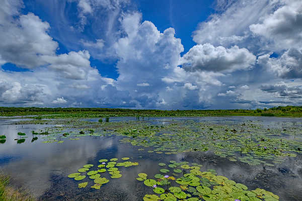 Fogg Dam Conservation Reserve