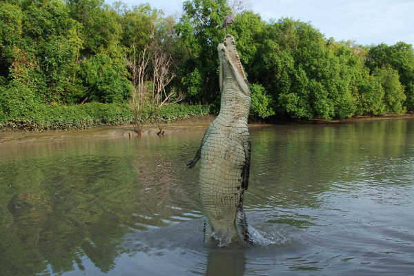 Darwin Jumping Crocodile Tour