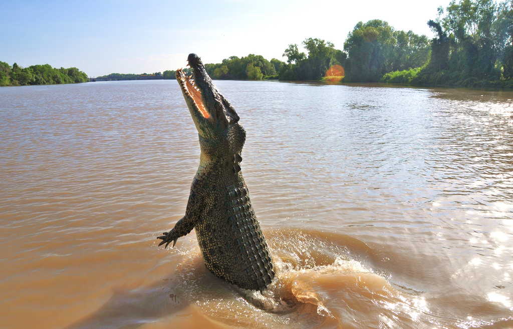 Jumping Crocodile