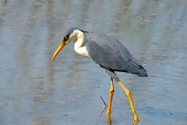 Pied Heron