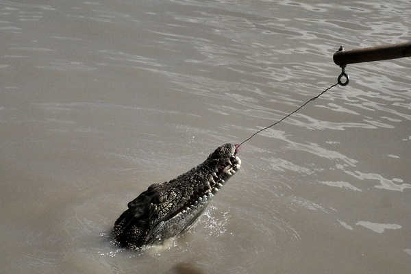 Saltwater Crocodile