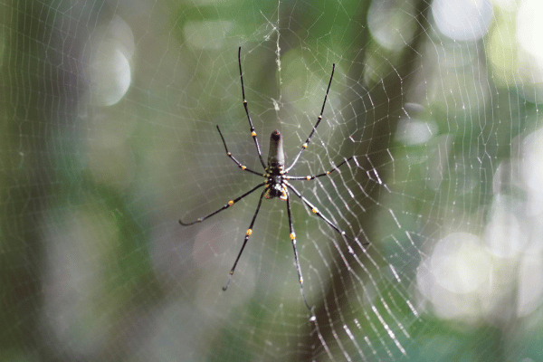 litchfield national park  spider