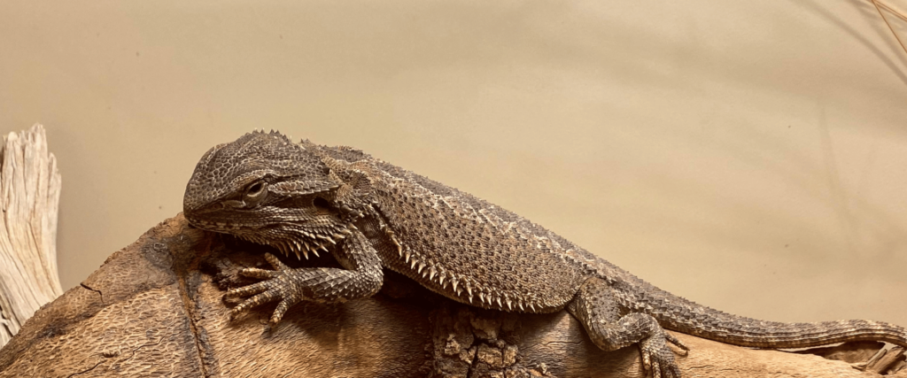 bearded dragon lying on a log